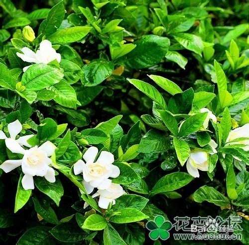 如何做好栀子花的病虫防害