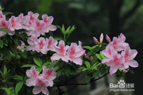金佛山杜鹃花赏花路线