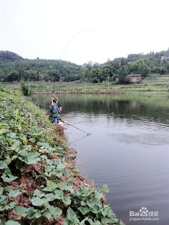春钓鲤鱼的小诀窍详解
