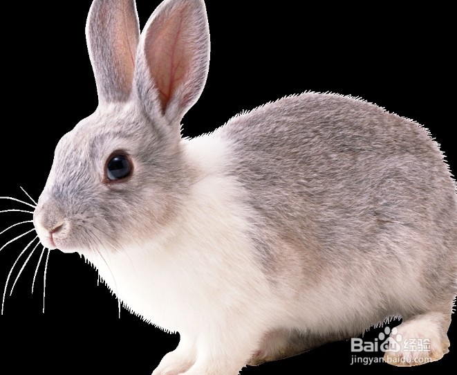 兔子怎么养殖