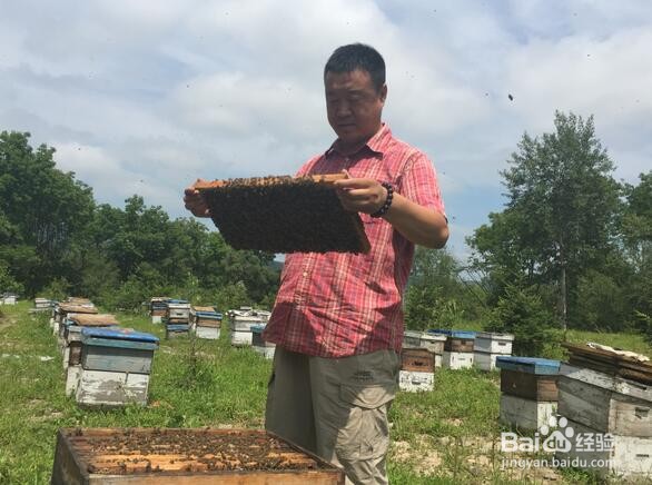 蜂蜜低温结晶怎么处理?蜂蜜怎样解冻?