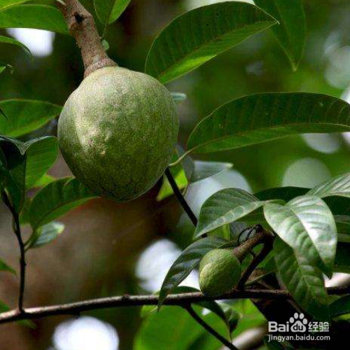 番荔枝的培育方法和注意事项