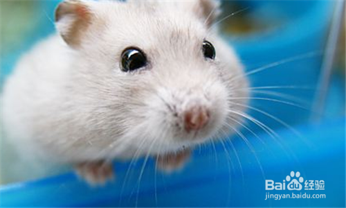 小仓鼠不停打喷嚏怎么办
