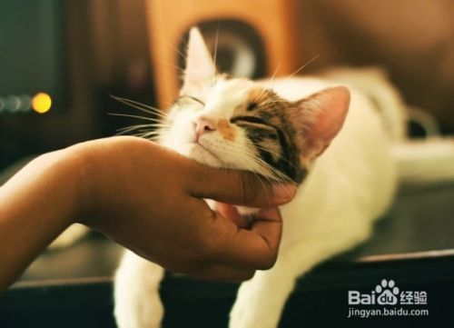 怎么样识别是一只野猫还是迷路的猫 百度经验