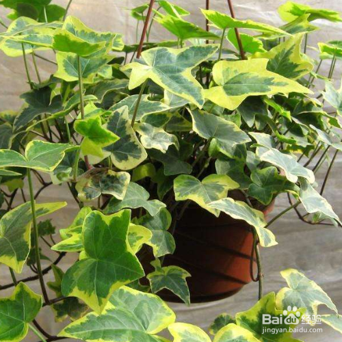 发现家里养殖的常春藤有黄叶子怎么办
