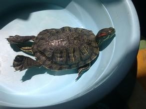 家养宠物巴西龟