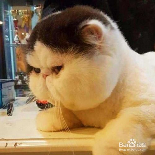猫咪身上有什么样的味道 百度经验 猫咪身上有什么样的味道 百度经验