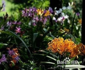 鹿葱的移栽方法
