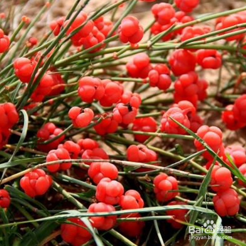 草麻黄的种植方法和注意事项