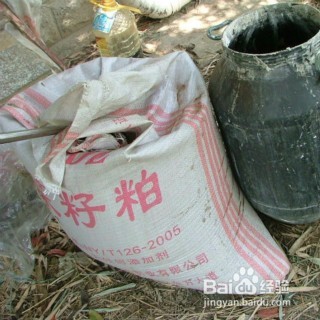 紫竹梅的养殖方法和注意事项有哪些