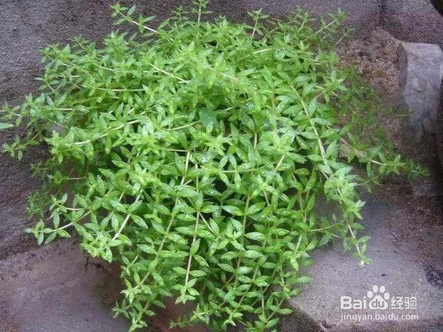 没有大阳台,窗台也可养这5种花,照样美