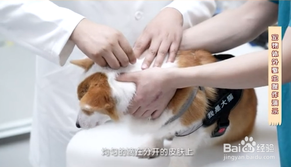 如何给宠物正确的驱虫