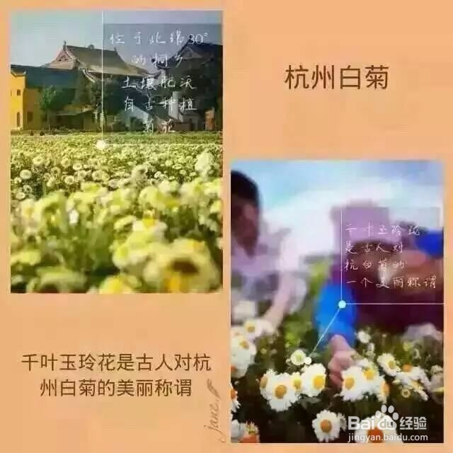 2、又木红枣黑糖姜茶原材料好在哪里？