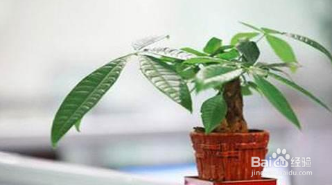 秋季可以种植发财树种子吗？