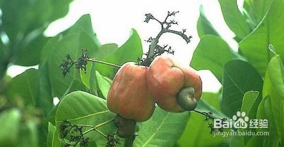 男人补肾最有必要吃的几种肉