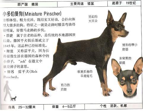 杜宾犬身高体重图片