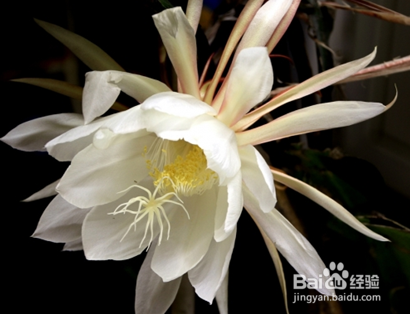 昙花怎么养怎么修剪