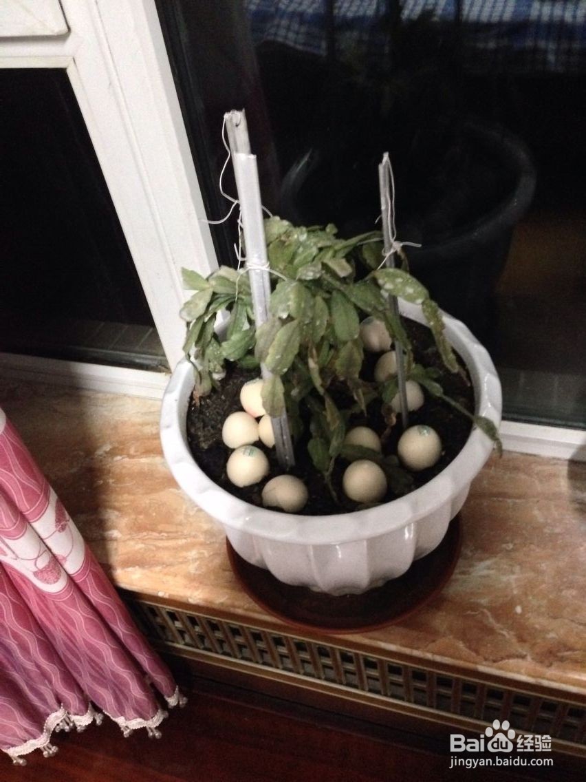 如何挽救一株垂死的植物