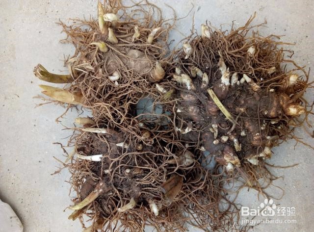 重楼种植技术方法