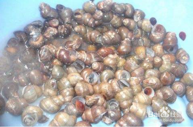 田螺怎么吃图解