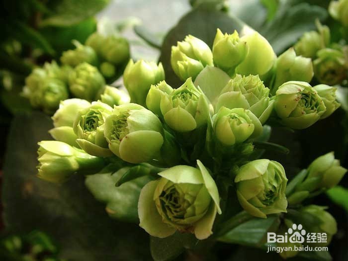 如何养出漂亮的长寿花