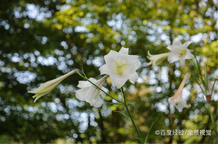 鲜百合、干百合，选哪种好