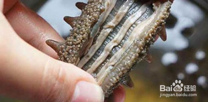 如何辨别海参的好坏