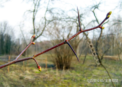 山楂枝条如何扦插方法