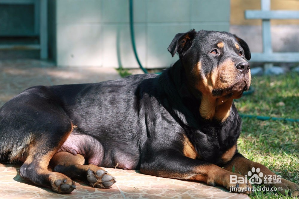 狗狗凶主人怎么办 狗狗对主人凶怎么办