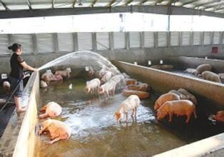 如何改进和加强畜禽养殖污染防治工作