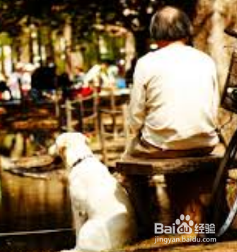 带着狗散步可以帮助老年人活得更久
