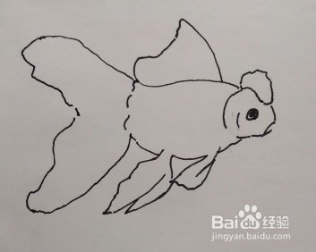 线描画:金鱼怎么画,如何画金鱼