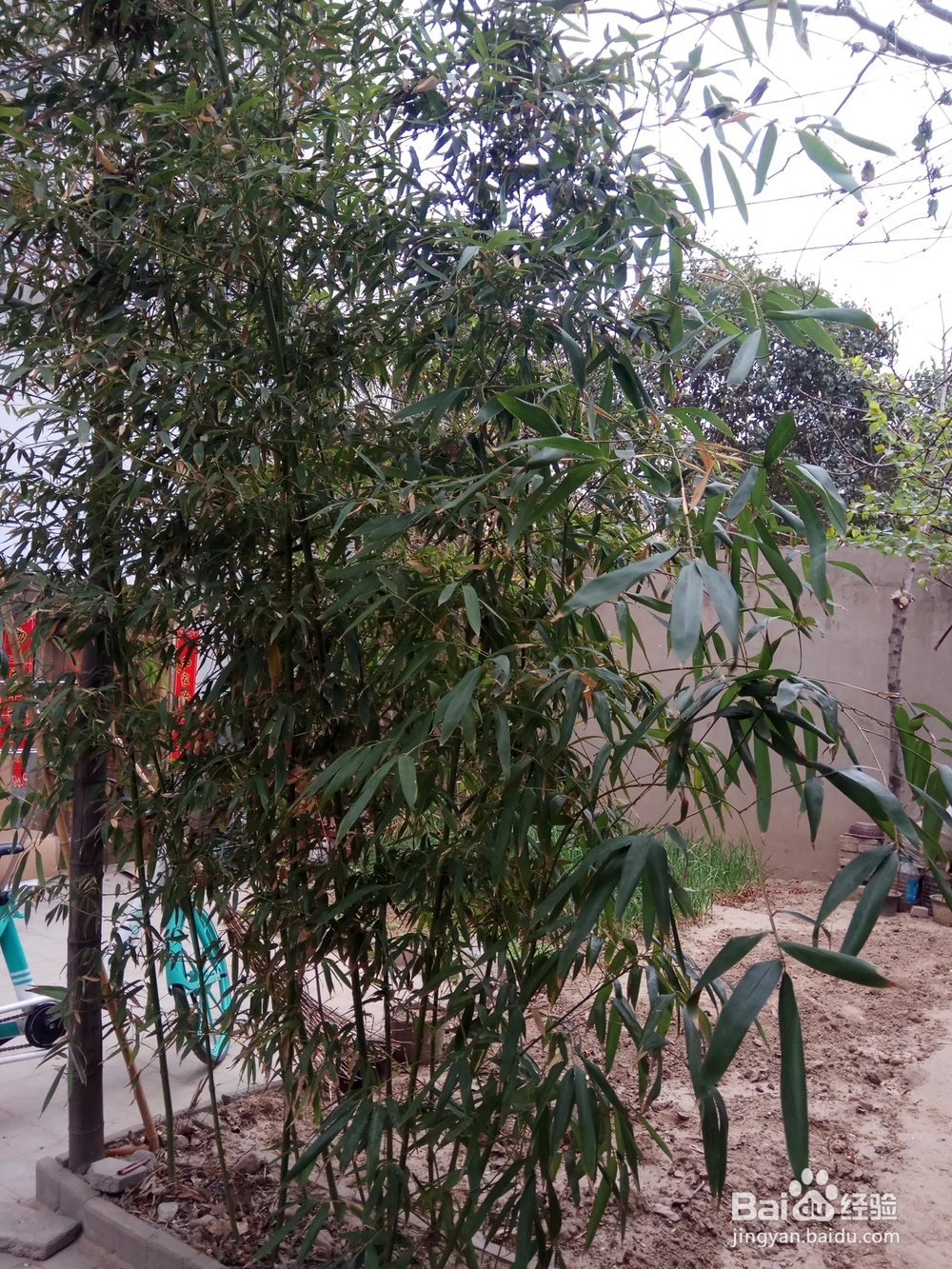 竹子种植的好方法