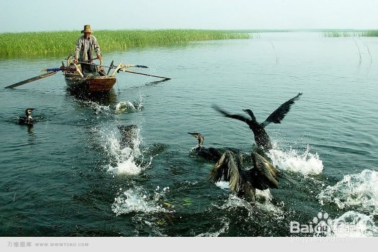 白洋淀赏鸟与采摘