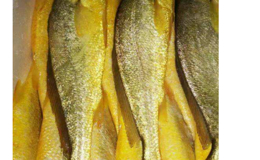 舟山海钓黄鱼最佳时间和月份