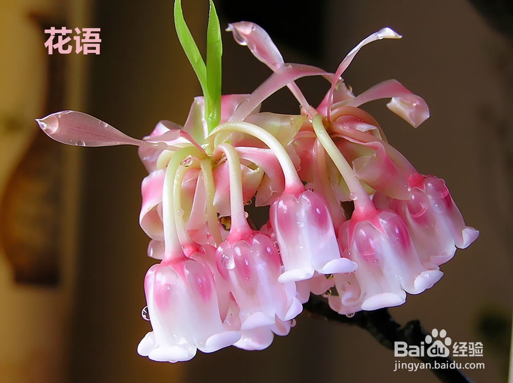 <b>带你识花认花语“花语的含义”</b>