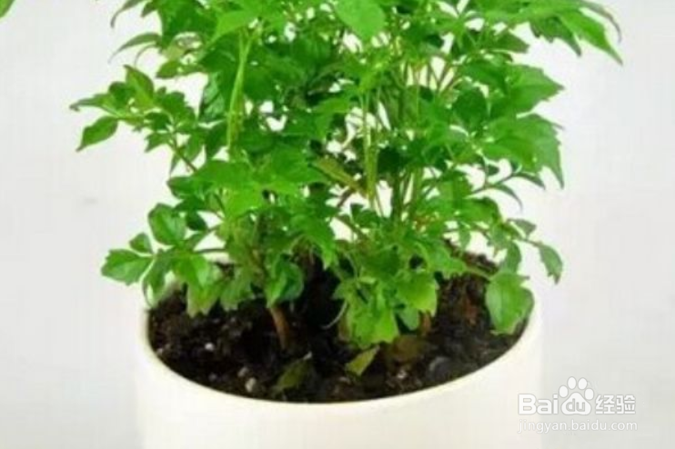 怎样养好幸福树