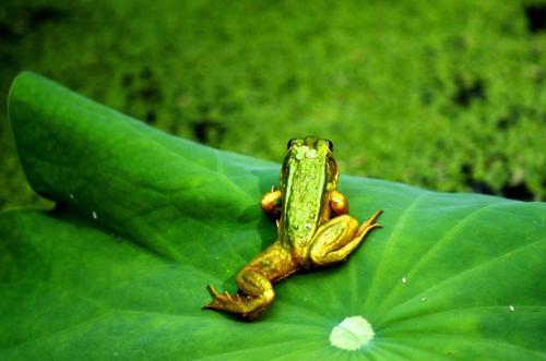 青蛙和鱼比赛游泳,为什么青蛙赢了