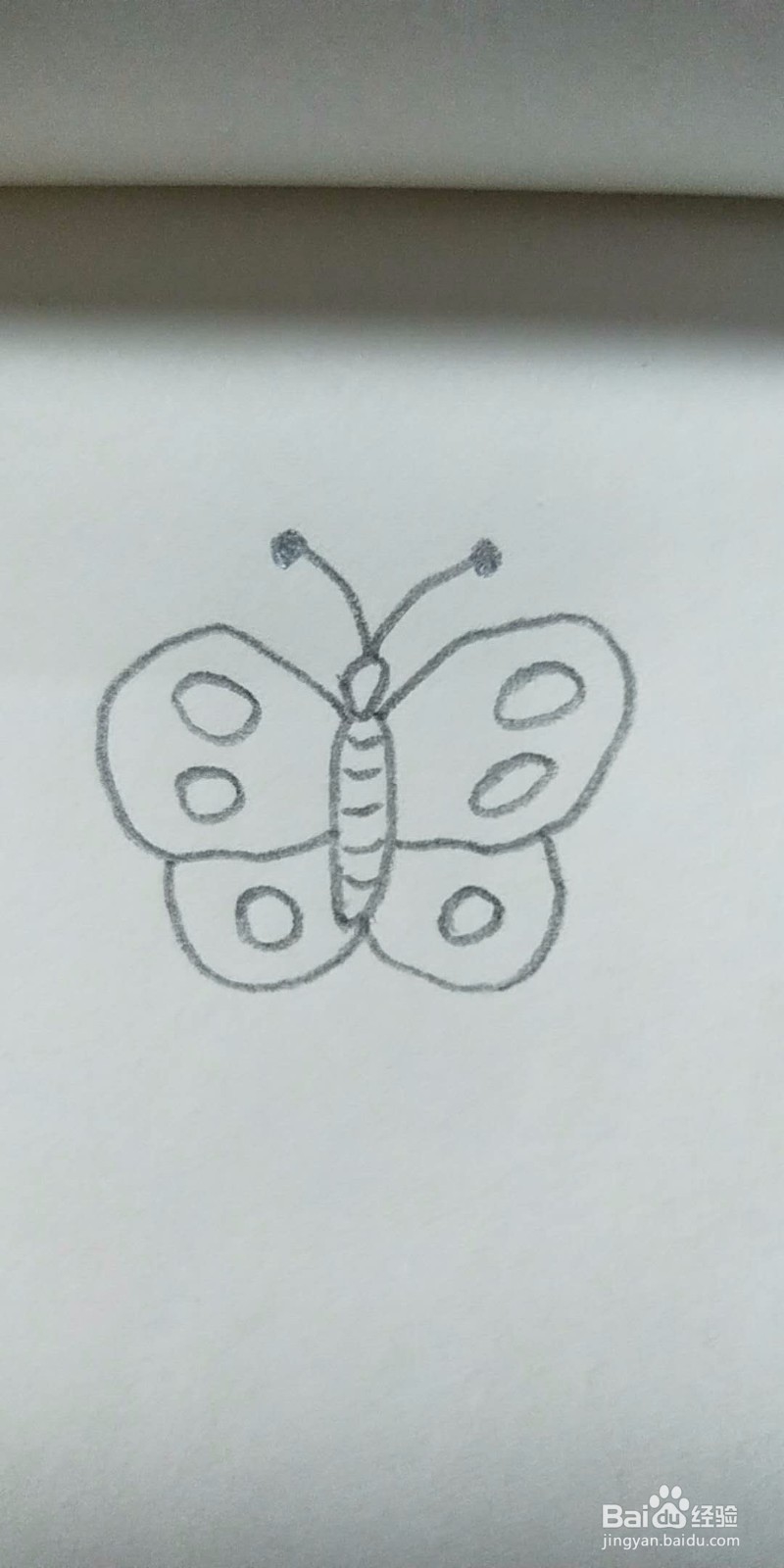 蝴蝶的简笔画教程