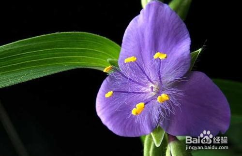 紫罗兰花怎么养