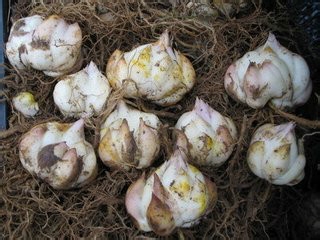 家养植物应该如何过冬
