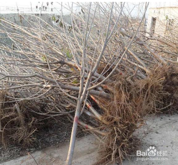 种植樱桃树栽多深最好