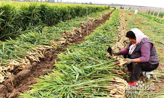 根线虫有什么危害？生姜的根结线虫怎么消灭？