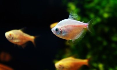 怎样养鱼可以让鱼活的时间长？