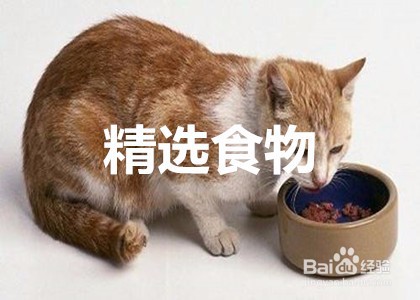 猫咪精神不好食欲不振怎么办