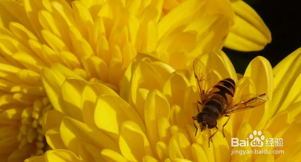 花粉是怎样形成的？