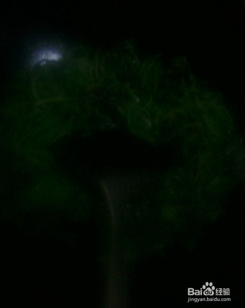 美味白汉菜的一种炒法