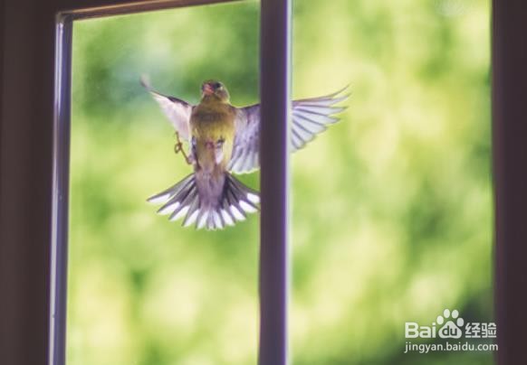 怎样防止鸟啄窗玻璃