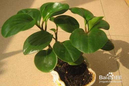 养殖的碧玉花烂根是什么情况？