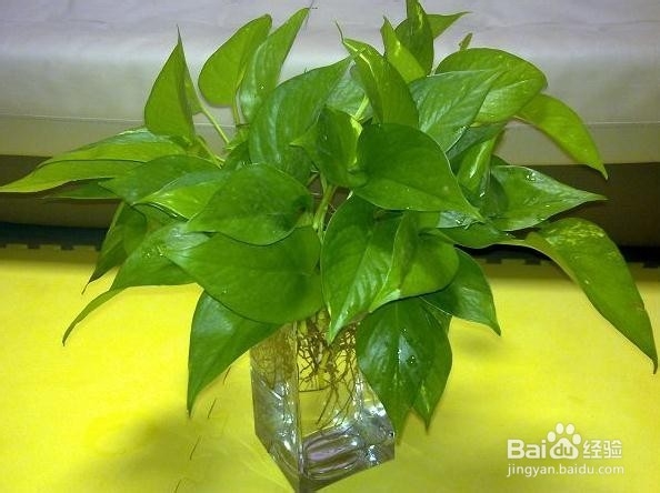 生活小常识——水培绿萝的方法